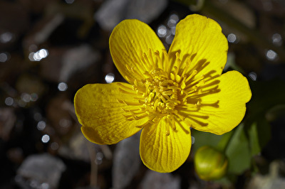 Sumpfdotterblume