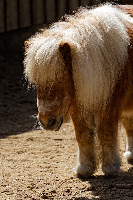 Pony
