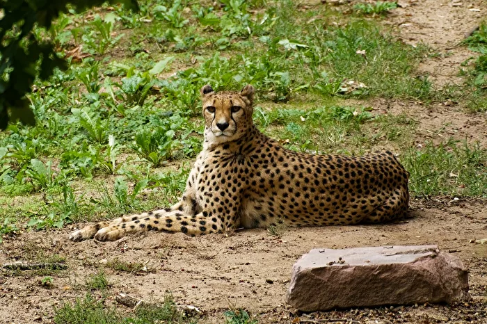 Gepard
