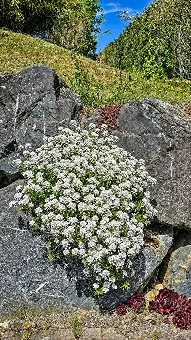 Blumenflor