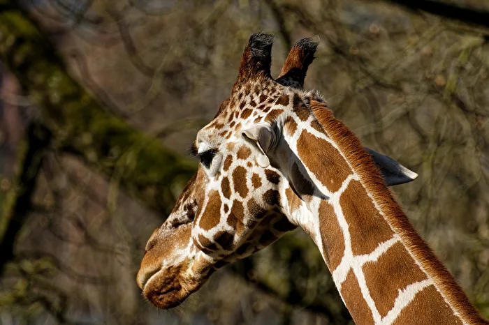 Giraffe