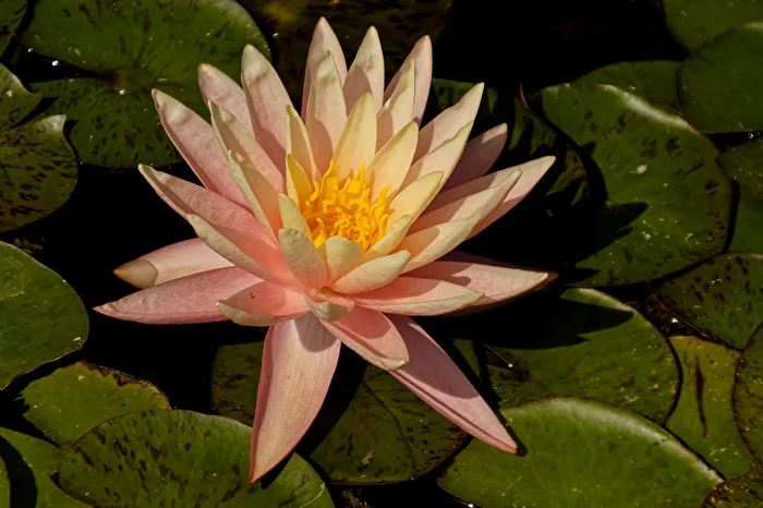 Seerose