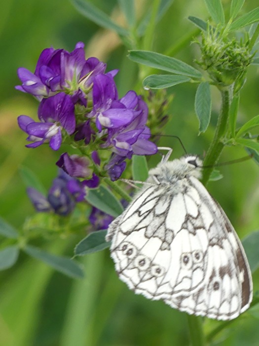 Schmetterling II