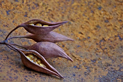 #fruchtporträt | °balgfrüchte [1/2]