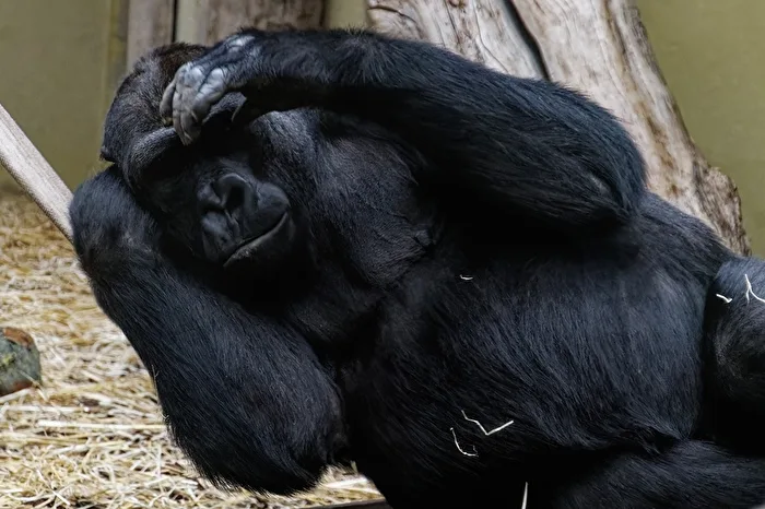 Chimpanzee