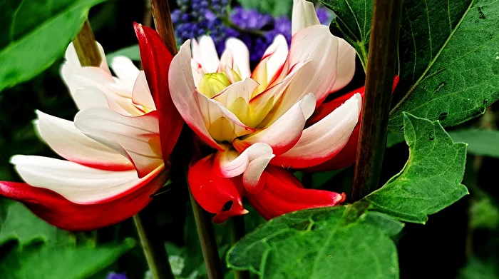 Dalia