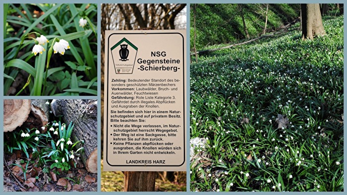 im Märzenbecherwald