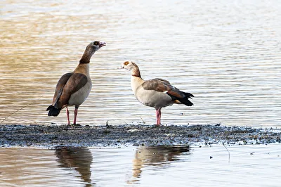 Nilgans-Paar