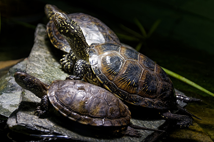 Terekeyschildkröte