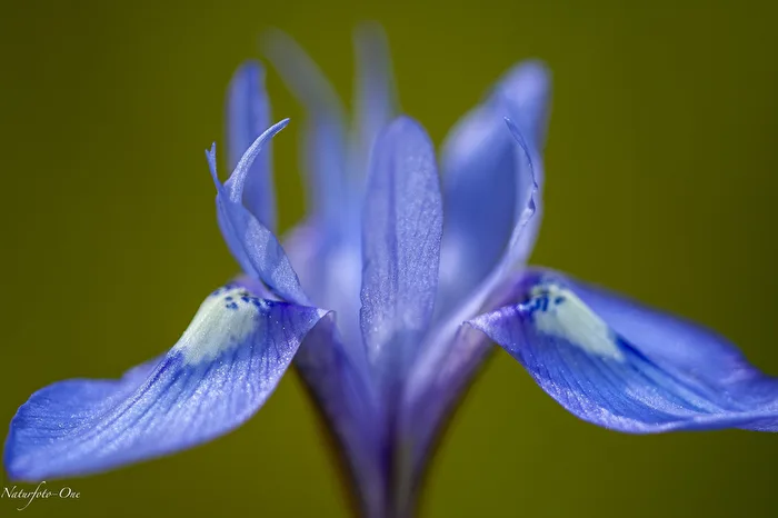 The Filigree