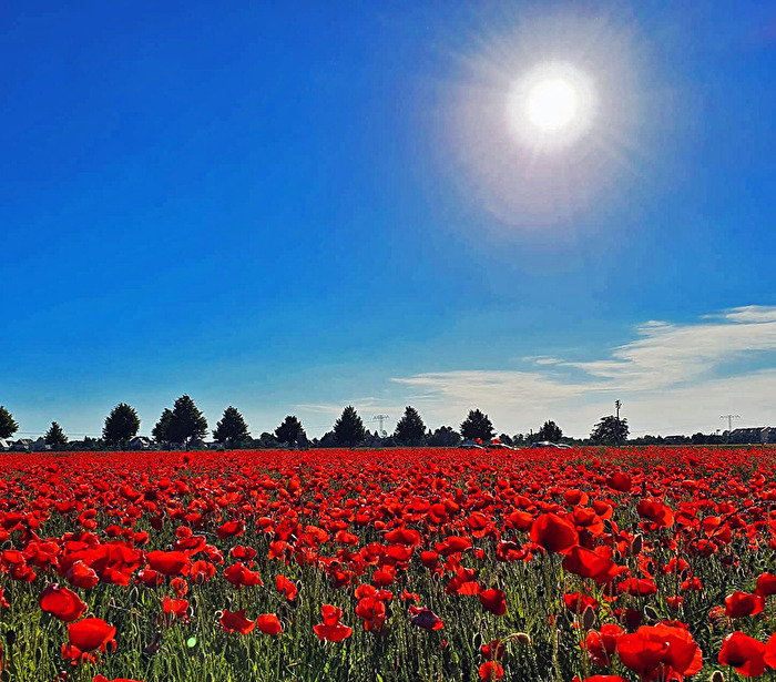 Mohn und blau er Himmel 1
