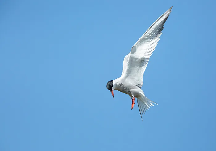 Flussseeschwalbe im Flug