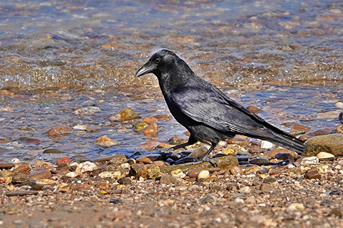 Ein Rabenvogel am Rhein