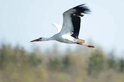 Storch in Assen (Nl)