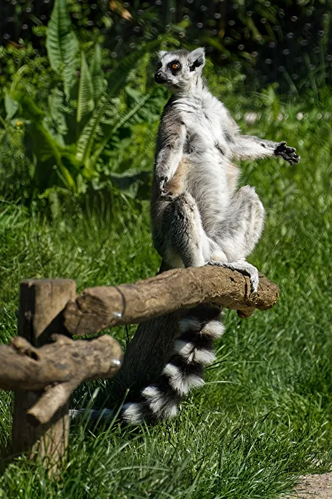 Katta
