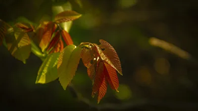 Das Licht in den Blättern