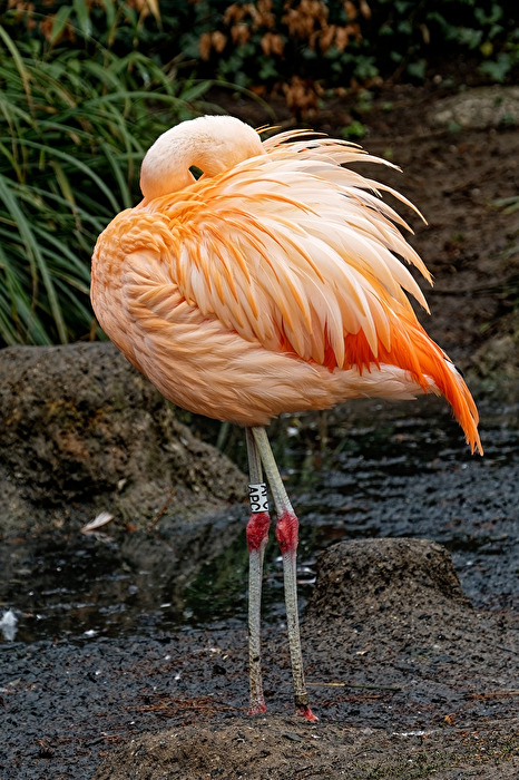 Flamingo