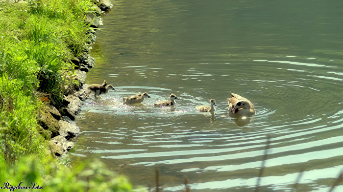 Gänse Familie