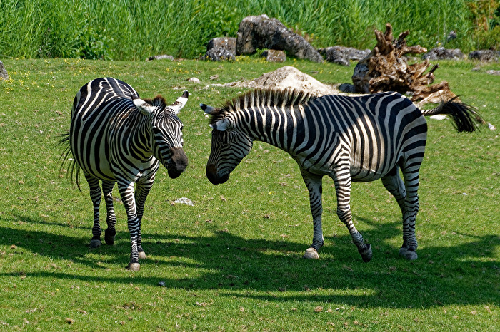 Zebras