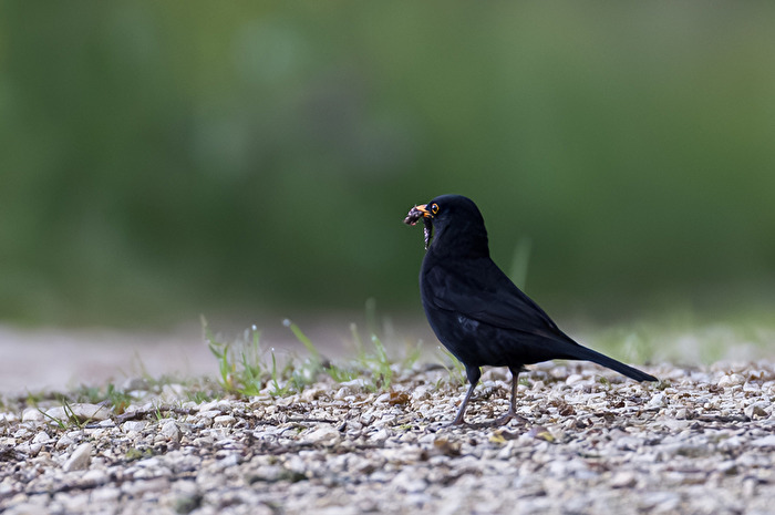 Amsel nach erfolgreicher Futtersuche