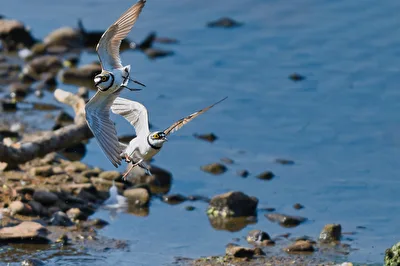 zwei Flussregenpfeifer im Flug