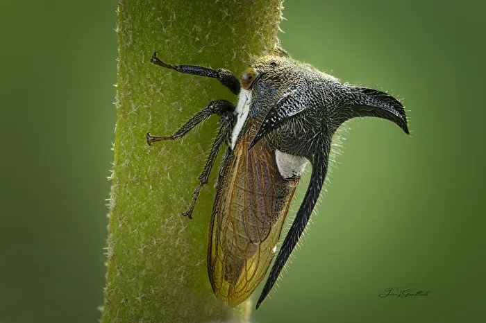 Hump cicada