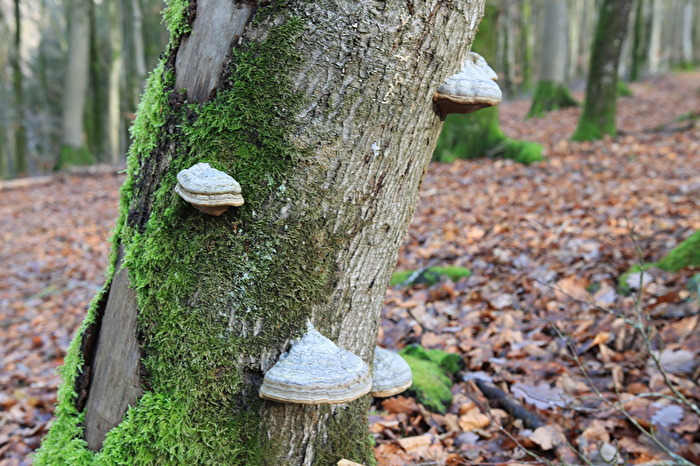 Im Wald