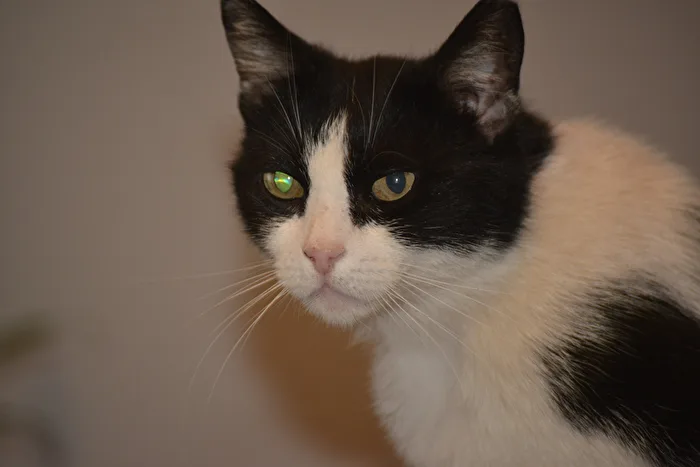 my 20-year-old Blacky