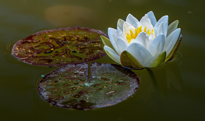 Seerose