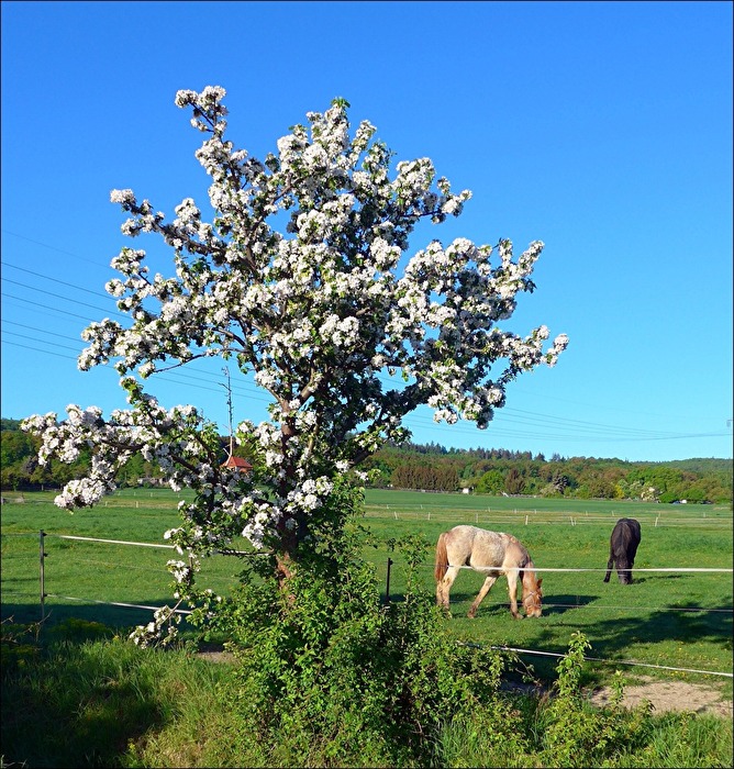 Frühling auf dem Lande