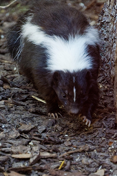 Skunks