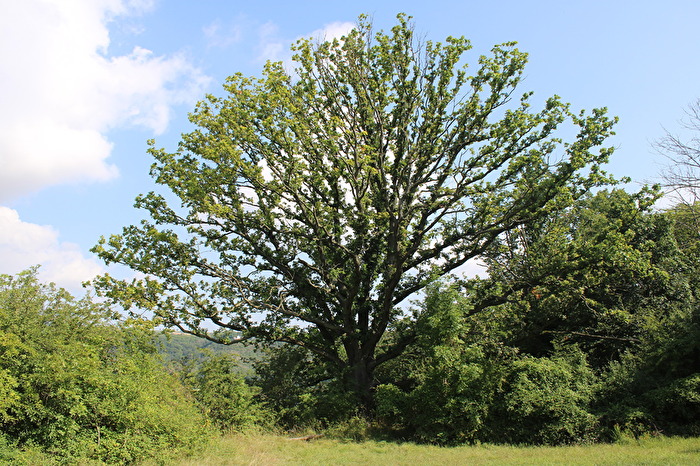 Ein Baum als Blickfang
