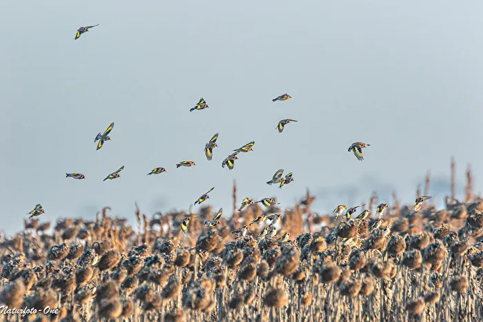 Murmuration