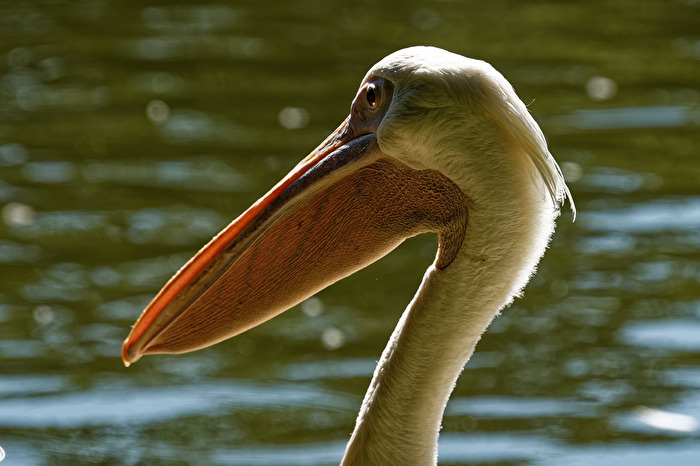 Pelikan