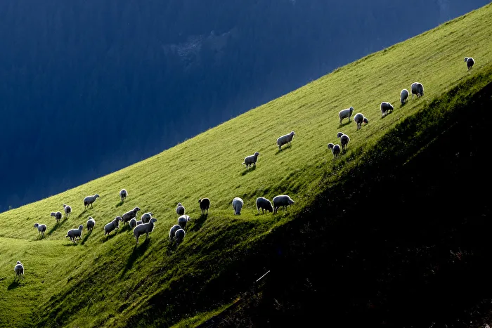 Sarntal and the happy sheep