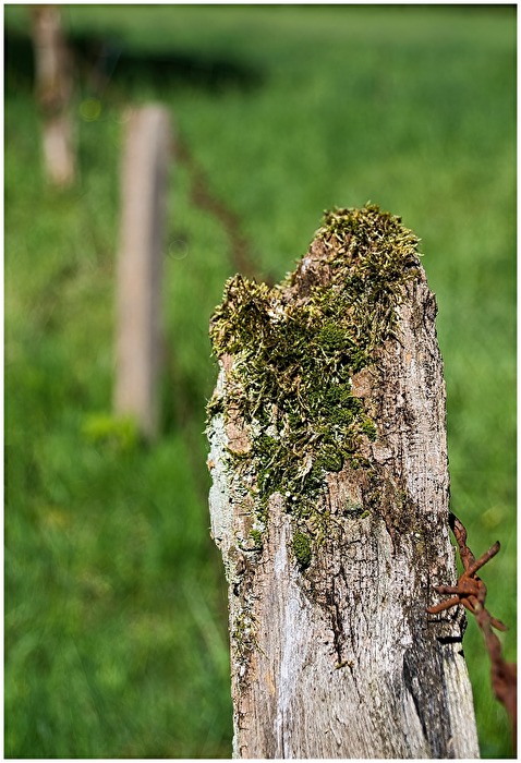 Eichenpfahl - 2
