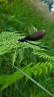 Dragonfly