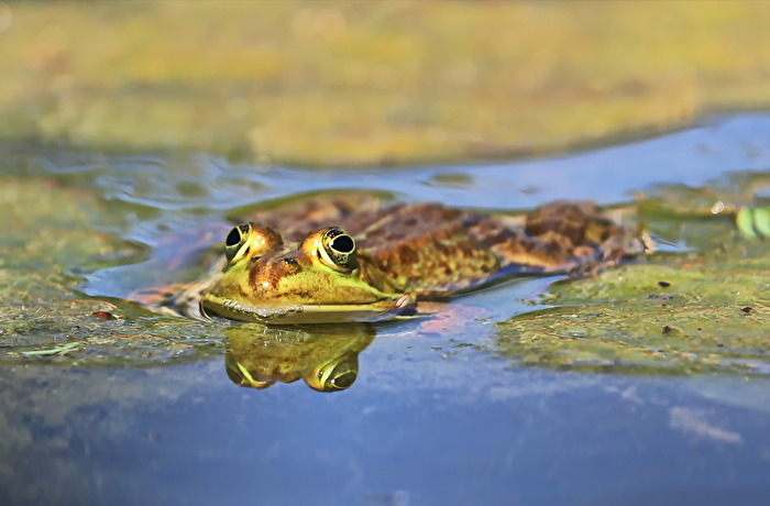 Vier-Augen-Frosch
