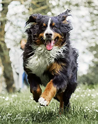 Berner Sennenhund