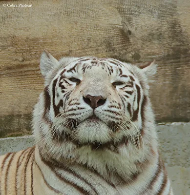 Weisser Tiger