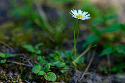Einsames Gänseblümchen