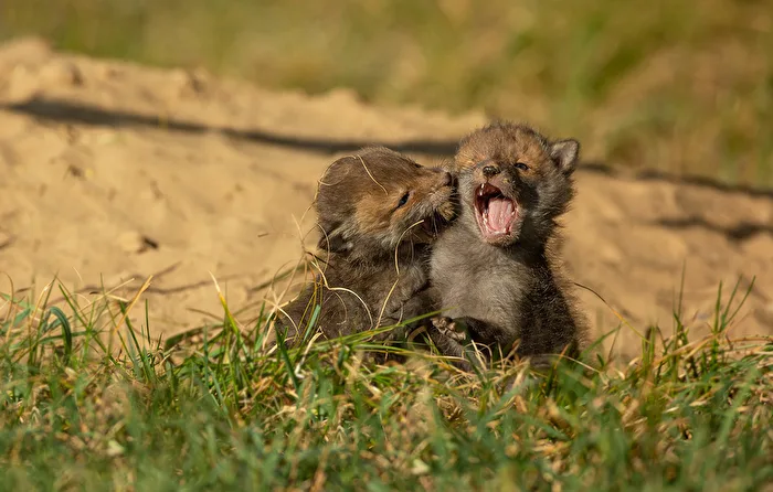 Rotfuchs-Welpen