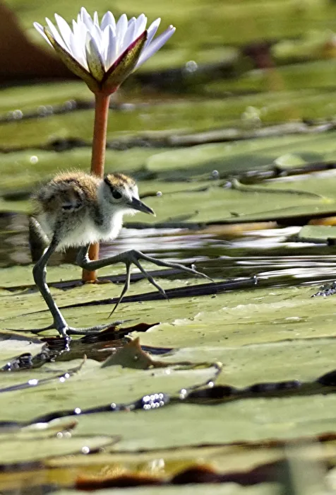 Bird - with big feet