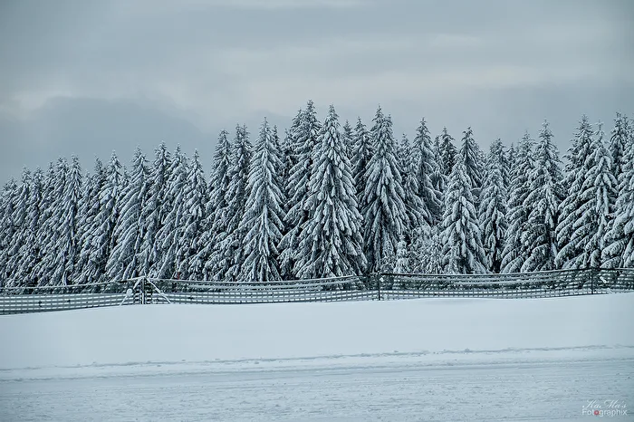 Winter Wonderland
