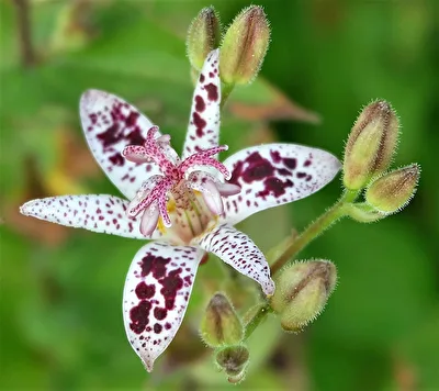 Krötenlilie aus unserm Garten
