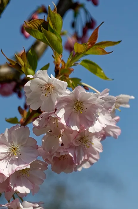 Kirschblüten