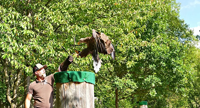 In the falconry Plauen in Vogtland-2