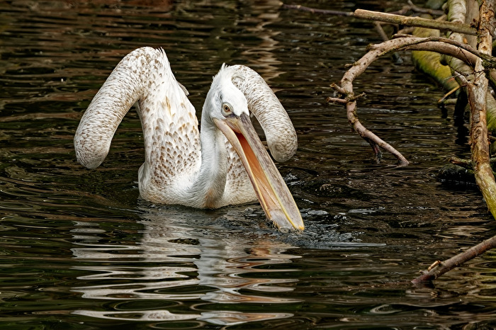 Pelikan