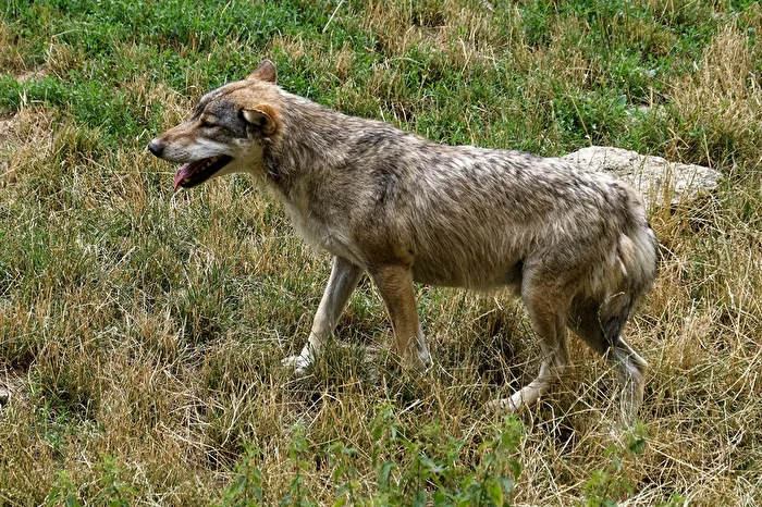 Timberwolf