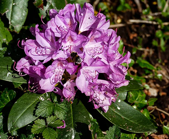 Blüte mit Hummel